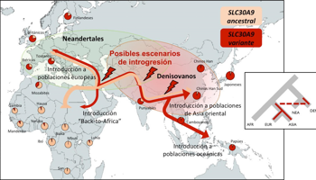 Anatolian-EurAsian Fault Line Homo Divide map